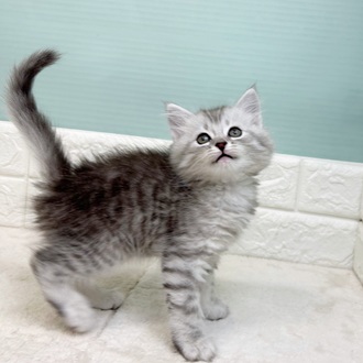 静岡県のサイベリアン (犬の家＆猫の里マークイズ静岡店/2025年9月8日生まれ/男の子/シルバータビー)の子猫の4枚目の画像