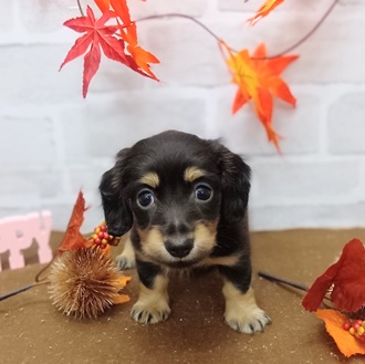 静岡県のミニチュアダックスフンド(ロング) (犬の家＆猫の里プレ葉ウォーク浜北店/2025年9月8日生まれ/女の子/ブラックイエロー)の子犬の4枚目の画像