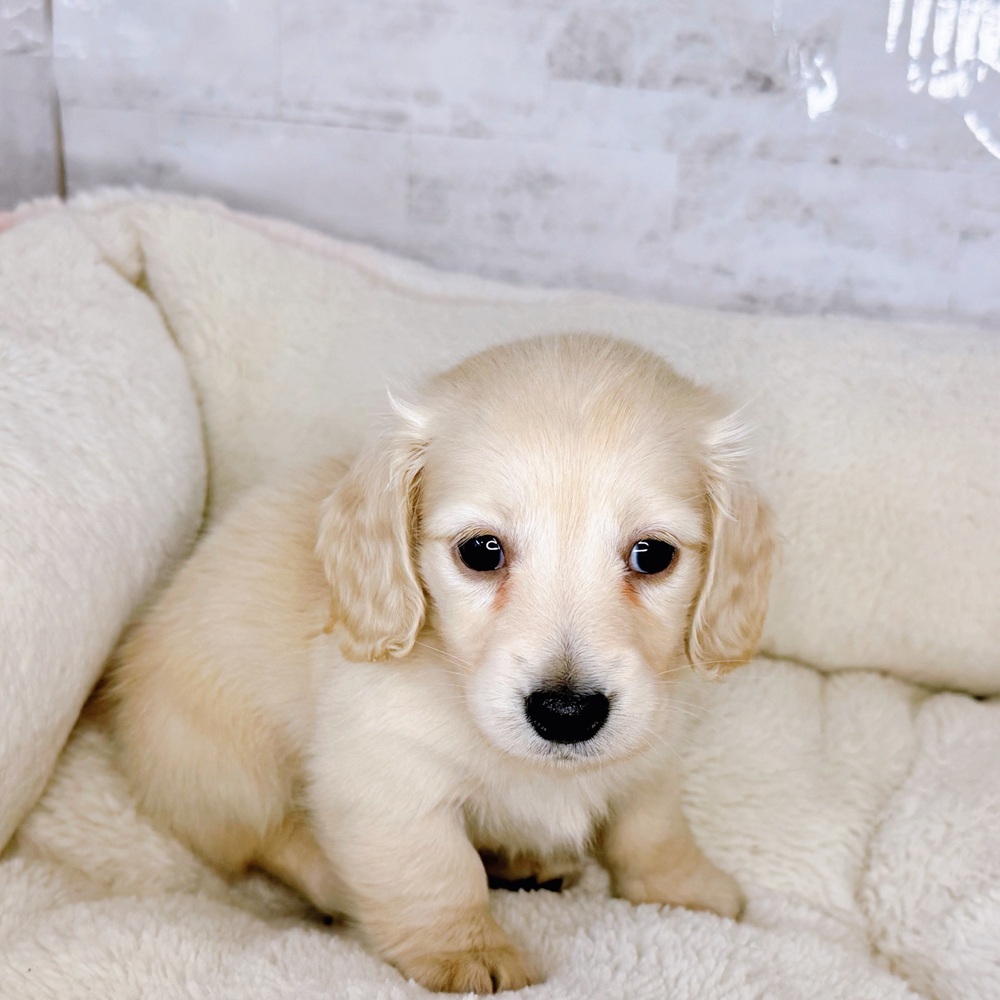 長野県のミニチュアダックスフンド(ロング) (犬の家＆猫の里塩尻店/2025年9月7日生まれ/女の子/イエロー)の子犬の4枚目の画像