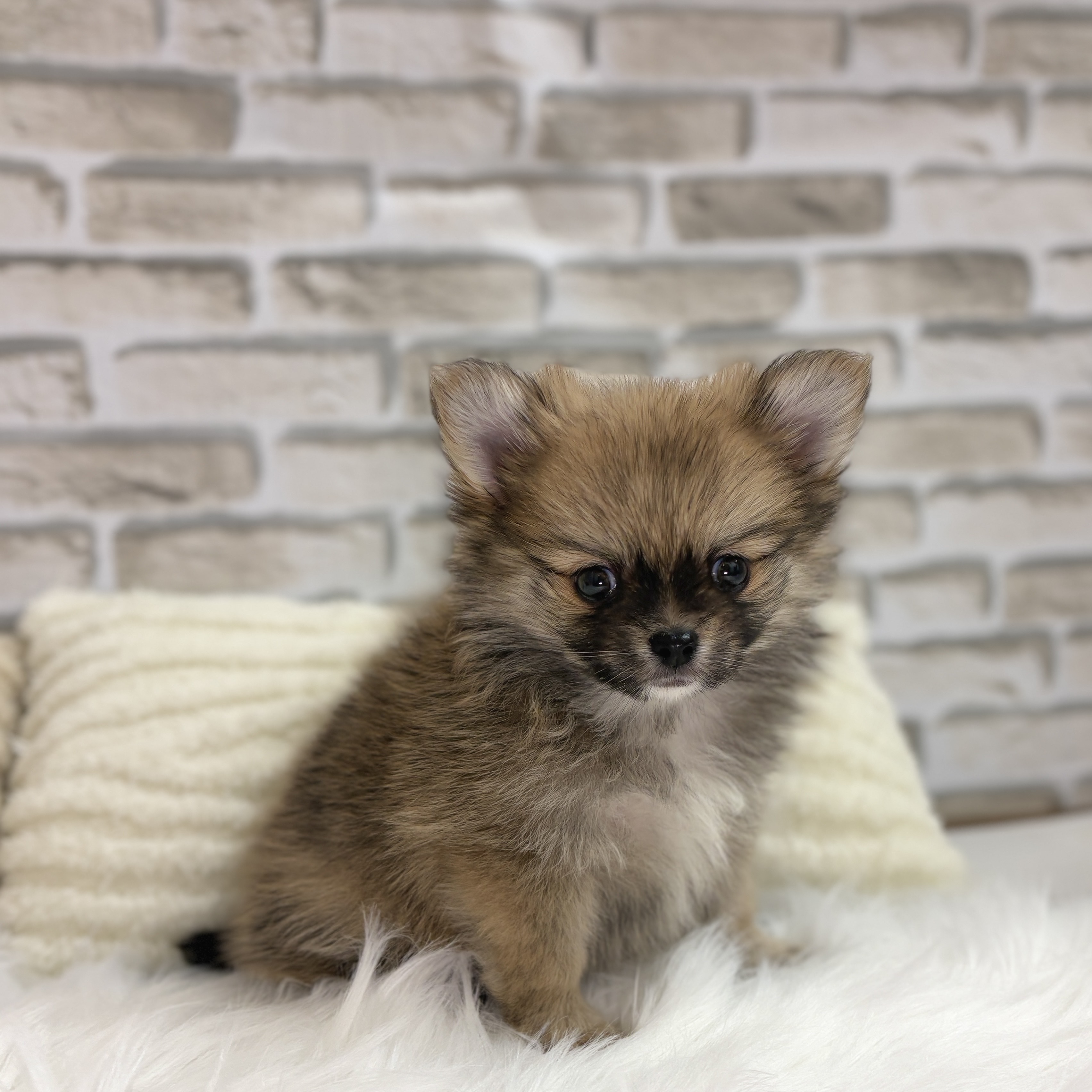 神奈川県のポメチワ/チワポメ/ポメチー(ポメラニアン×チワワ) (犬の家＆猫の里モザイクモール港北店/2025年9月8日生まれ/男の子/オレンジ)の子犬の4枚目の画像