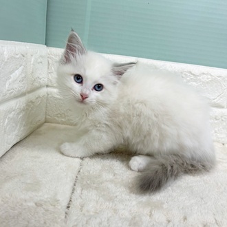 静岡県のラグドール (犬の家＆猫の里マークイズ静岡店/2025年9月1日生まれ/女の子/ブルーポイントバイカラー)の子猫の4枚目の画像