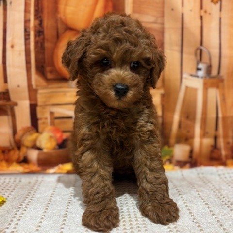 福岡県のトイプードル(トイ) (犬の家＆猫の里トリアス久山店/2025年9月9日生まれ/男の子/レッド)の子犬の4枚目の画像