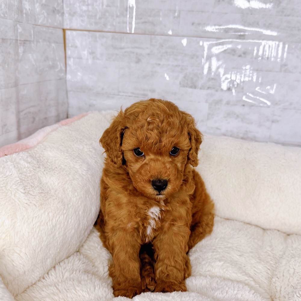 長野県のトイプードル(トイ) (犬の家＆猫の里塩尻店/2025年9月9日生まれ/男の子/レッド)の子犬の4枚目の画像