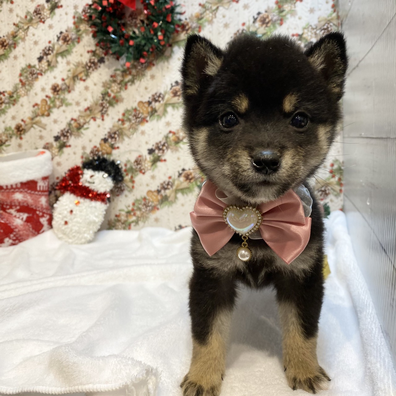 長野県の豆柴 (犬の家＆猫の里カインズ梓川店/2025年9月7日生まれ/女の子/黒)の子犬の1枚目の画像