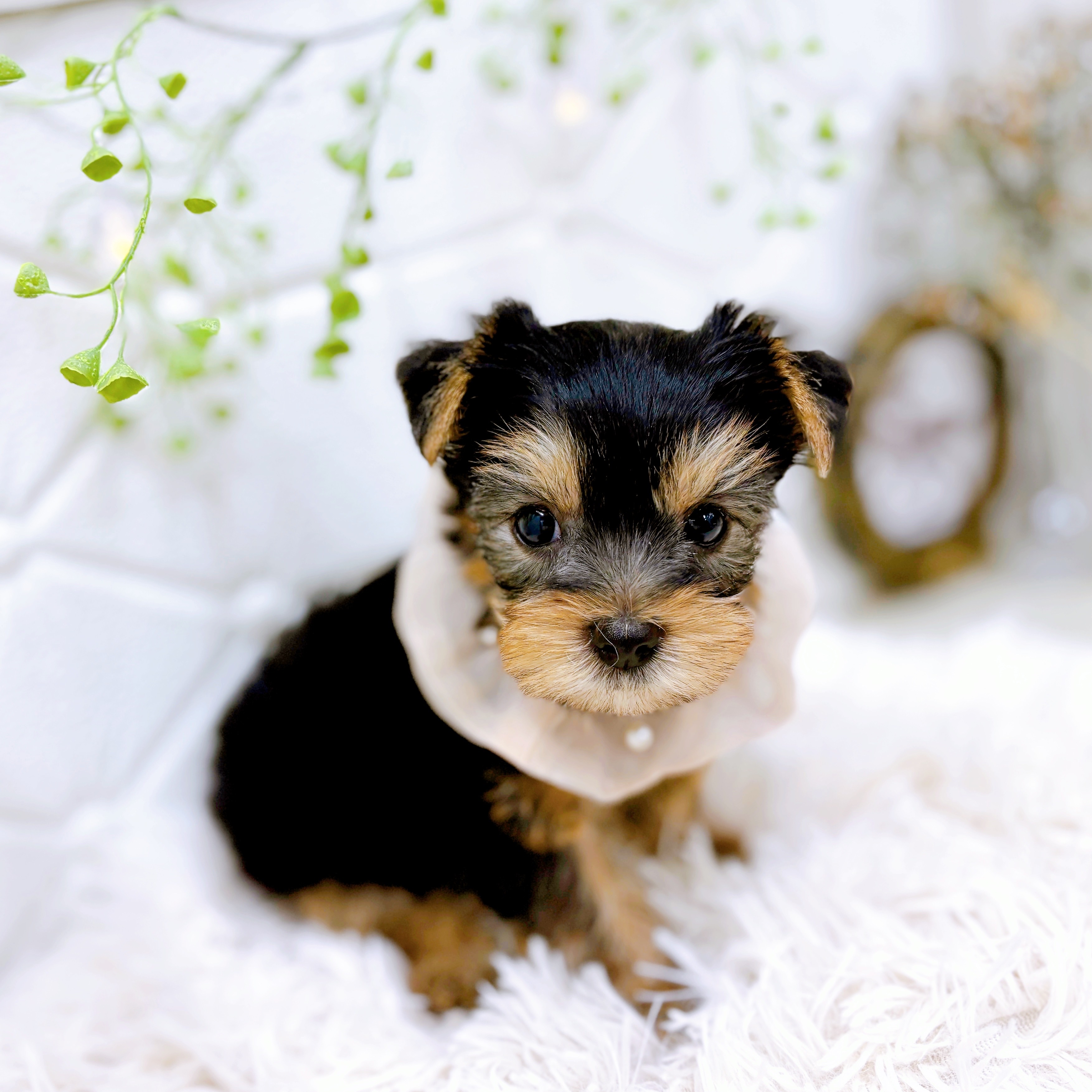 福井県のヨークシャーテリア (犬の家＆猫の里アミーゴ福井店/2025年9月8日生まれ/女の子/スチールブルータン)の子犬の4枚目の画像