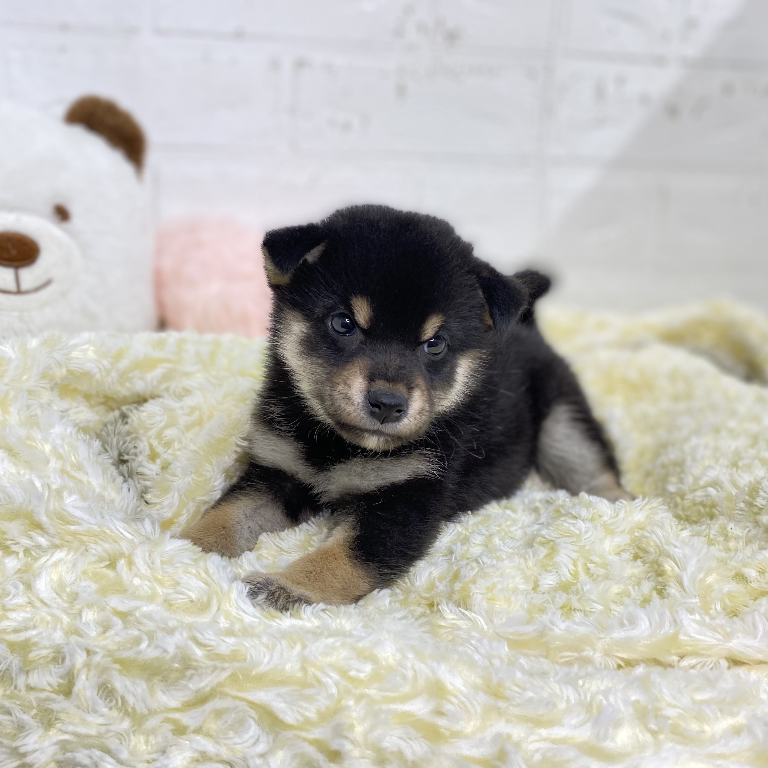 長野県の柴犬(標準サイズ) (犬の家＆猫の里長野店/2025年9月8日生まれ/女の子/黒)の子犬の4枚目の画像