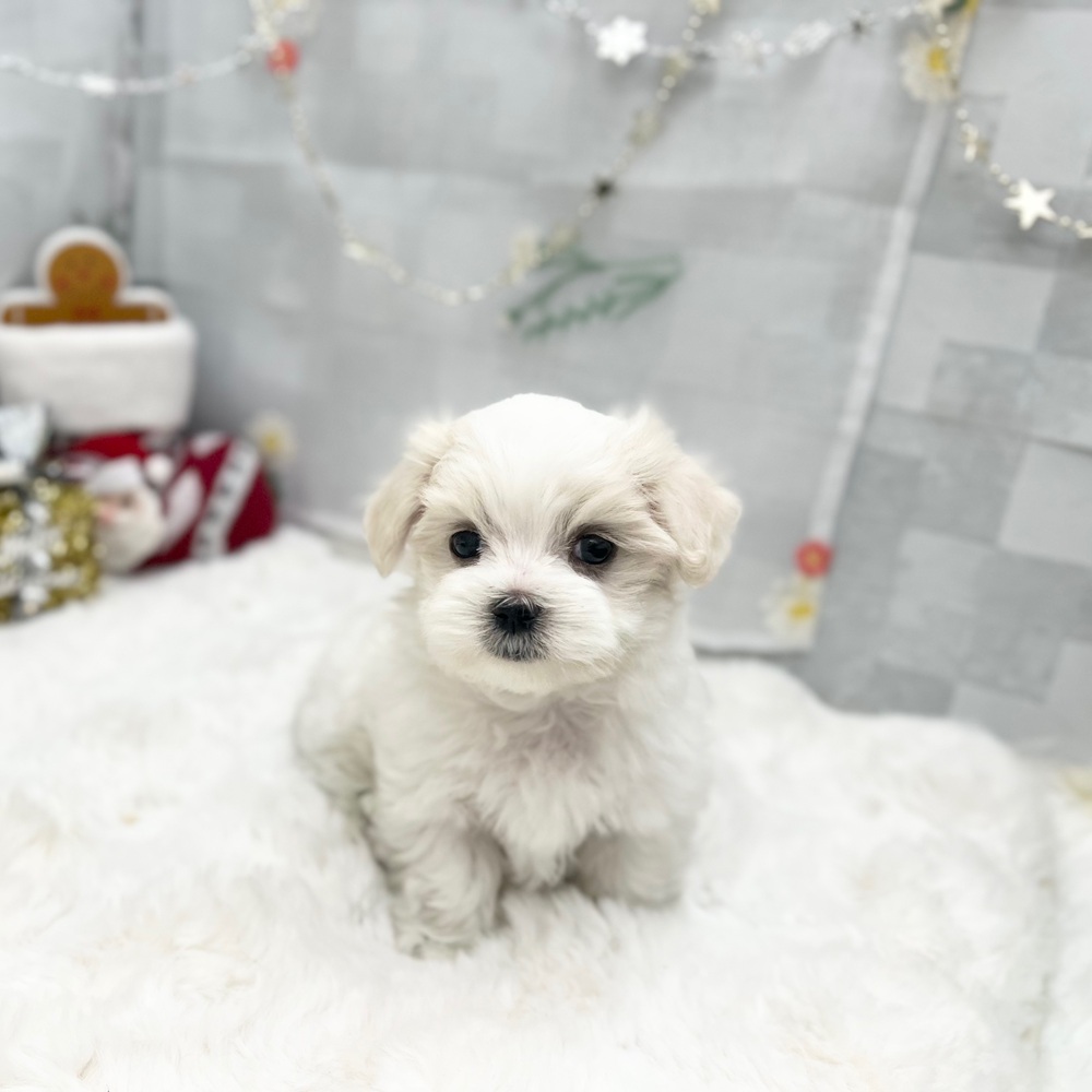 静岡県のマルチーズ (犬の家＆猫の里MEGAドン・キホーテ袋井店/2025年9月9日生まれ/男の子/ホワイト)の子犬の4枚目の画像