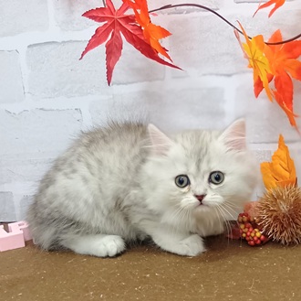 静岡県のミヌエット (犬の家＆猫の里プレ葉ウォーク浜北店/2025年9月8日生まれ/男の子/シェーデットシルバー)の子猫の1枚目の画像