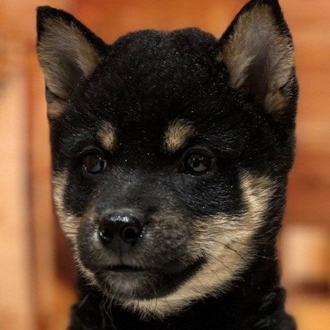 福岡県の柴犬(標準サイズ) (犬の家＆猫の里トリアス久山店/2025年9月8日生まれ/女の子/黒)の子犬の1枚目の画像