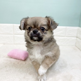 静岡県のチワペキ/ペキチー/ペキチワ(チワワ×ペキニーズ) (犬の家＆猫の里マークイズ静岡店/2025年9月7日生まれ/男の子/フォーン)の子犬の4枚目の画像