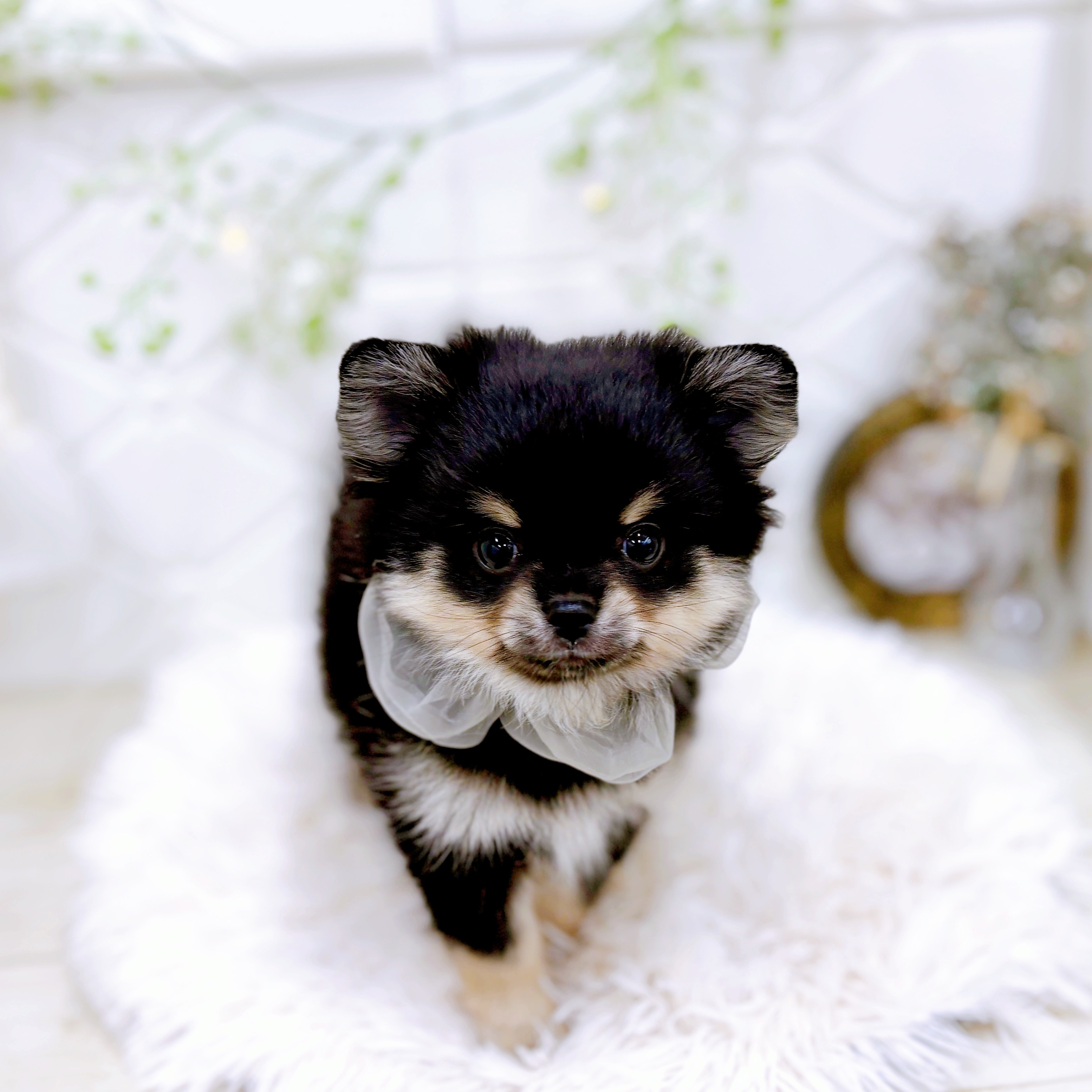 福井県のポメラニアン (犬の家＆猫の里アミーゴ福井店/2025年9月8日生まれ/男の子/ブラックタン)の子犬の4枚目の画像