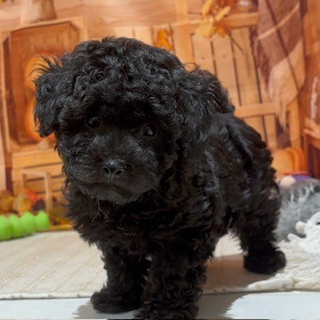 福岡県のトイプードル(トイ) (犬の家＆猫の里トリアス久山店/2025年9月9日生まれ/男の子/ブラック)の子犬の4枚目の画像