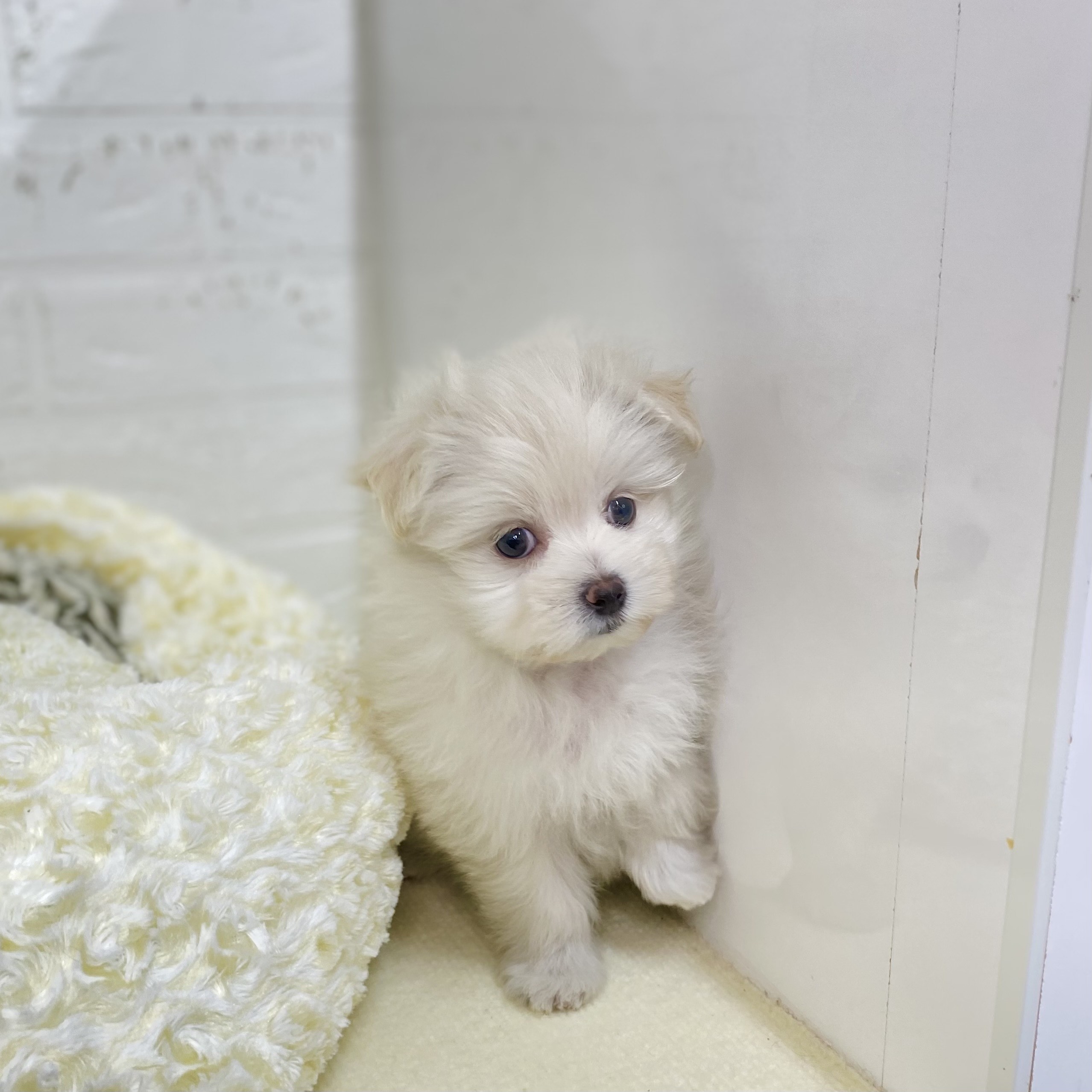 長野県のポメマル/マルポメ(ポメラニアン×マルチーズ) (犬の家＆猫の里長野店/2025年9月6日生まれ/女の子/ホワイト)の子犬の4枚目の画像