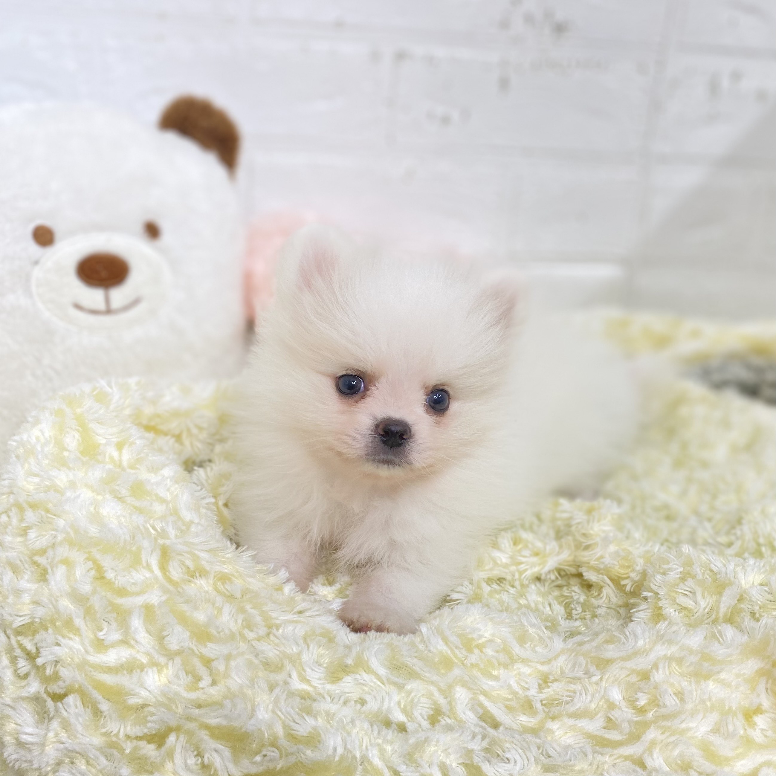 長野県のポメラニアン (犬の家＆猫の里長野店/2025年9月9日生まれ/男の子/パーティーカラー)の子犬の4枚目の画像