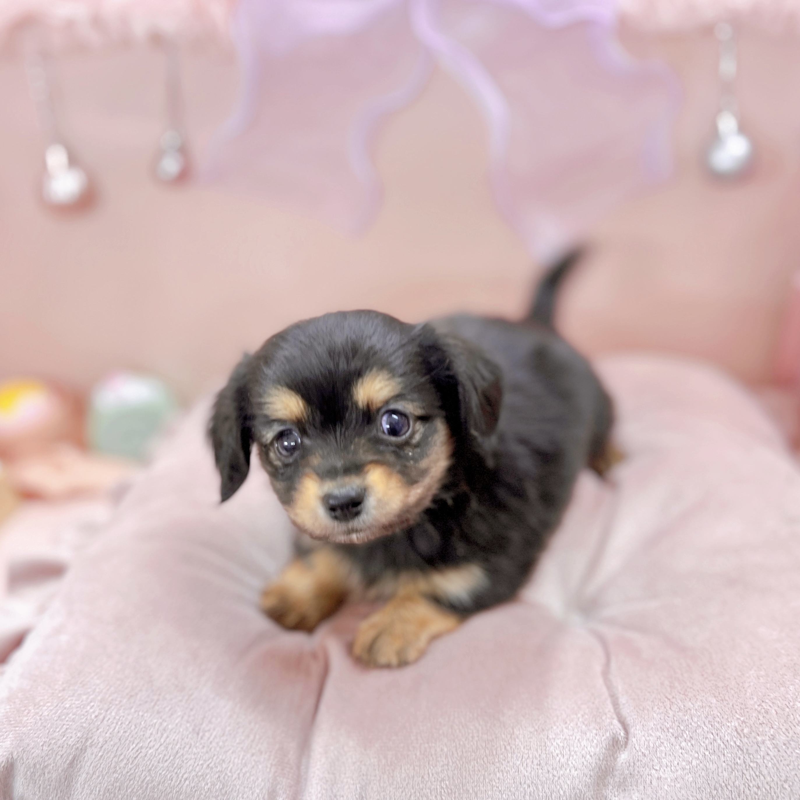 福井県のチワックス(チワワ×ダックス) (犬の家＆猫の里アミーゴ福井大和田店/2025年9月6日生まれ/女の子/ブラックタン)の子犬の4枚目の画像