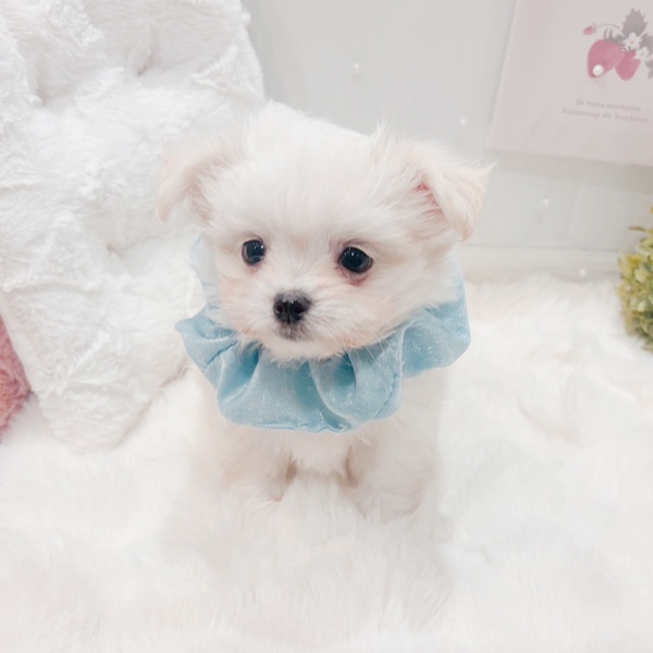 福井県のチワマル/マルチワ(チワワ×マルチーズ) (犬の家＆猫の里福井店/2025年9月8日生まれ/男の子/クリーム)の子犬の4枚目の画像