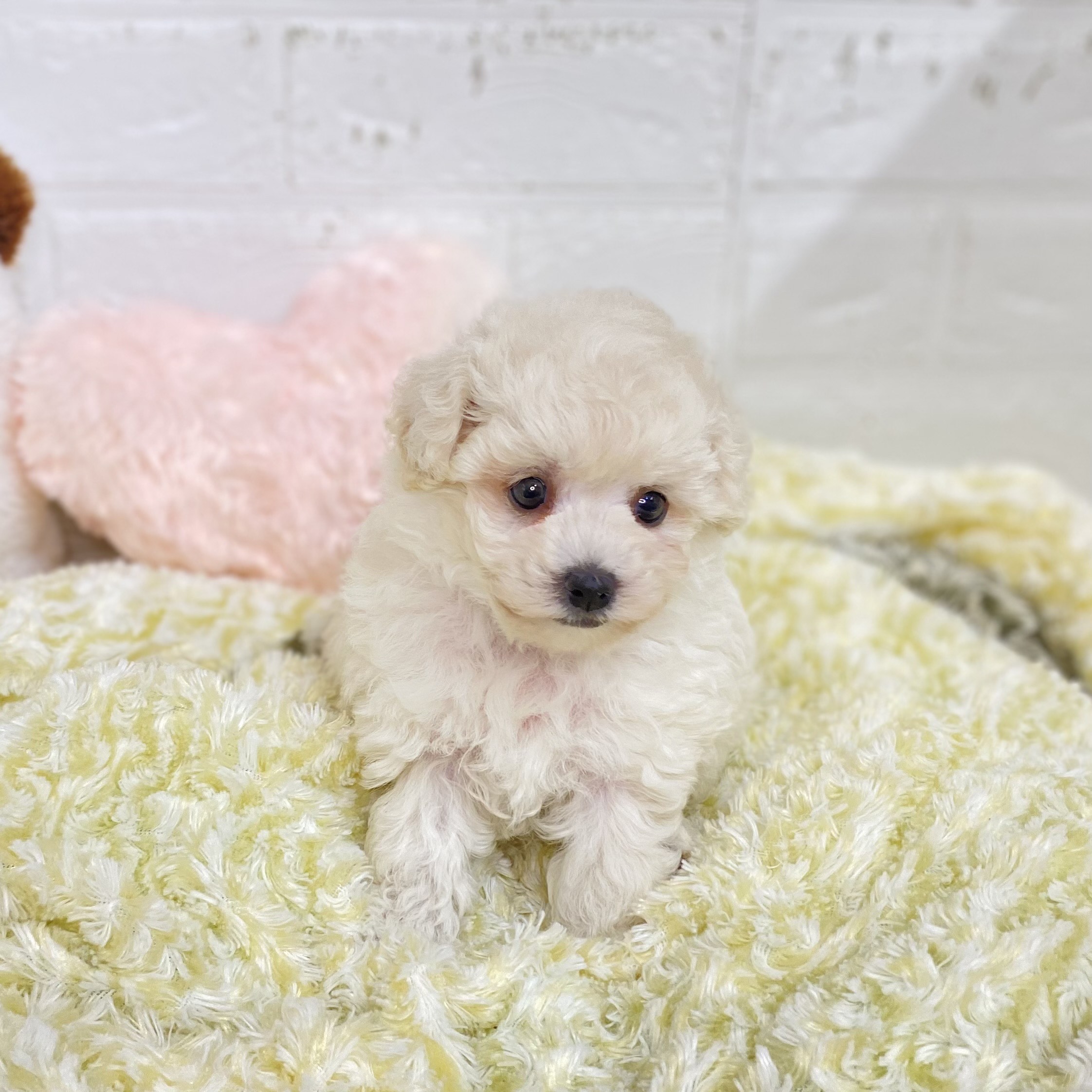長野県のビションプー(ビションフリーゼ×プードル) (犬の家＆猫の里長野店/2025年9月7日生まれ/女の子/ホワイト)の子犬の4枚目の画像