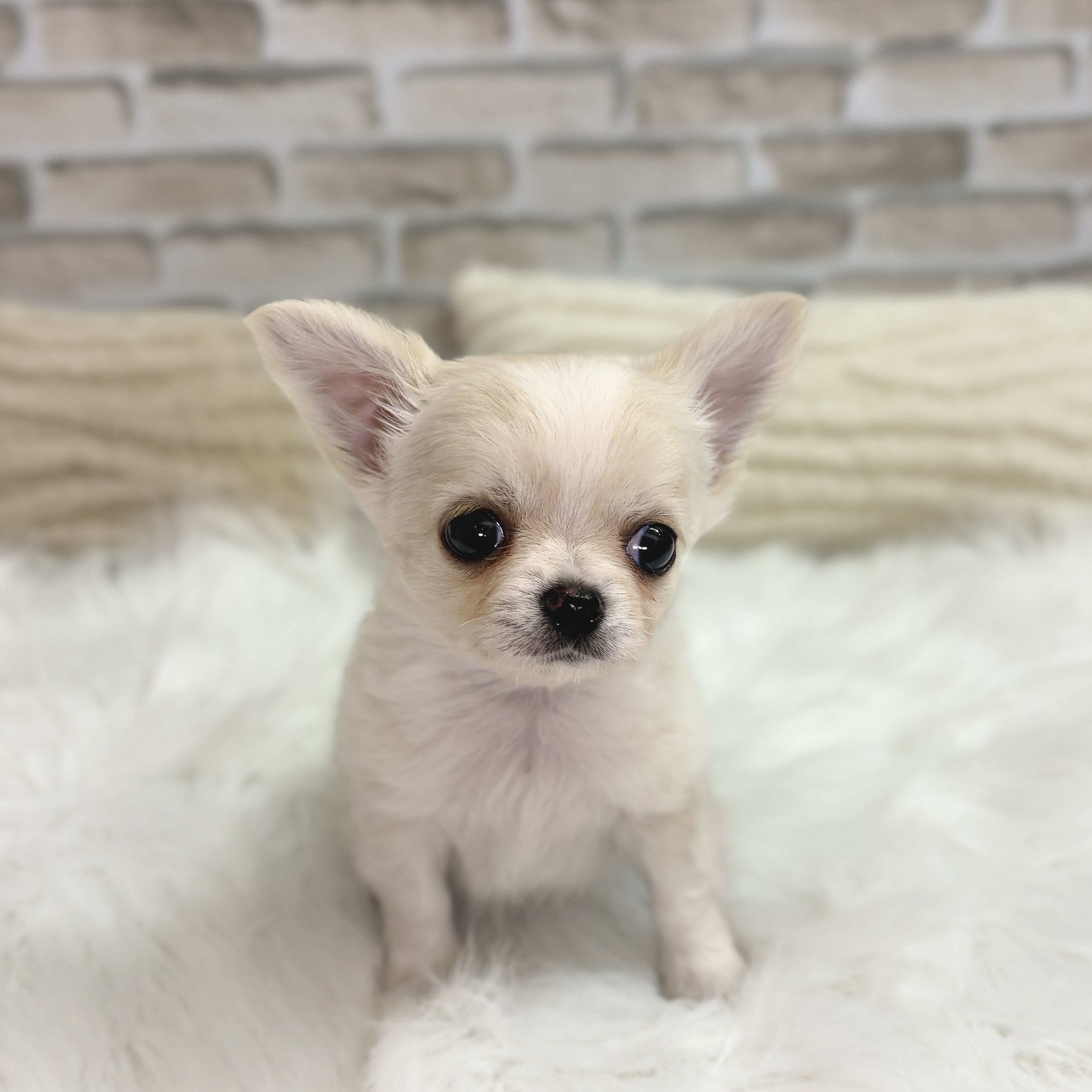 神奈川県のチワワ(ロング) (犬の家＆猫の里モザイクモール港北店/2025年9月9日生まれ/男の子/クリーム)の子犬の4枚目の画像