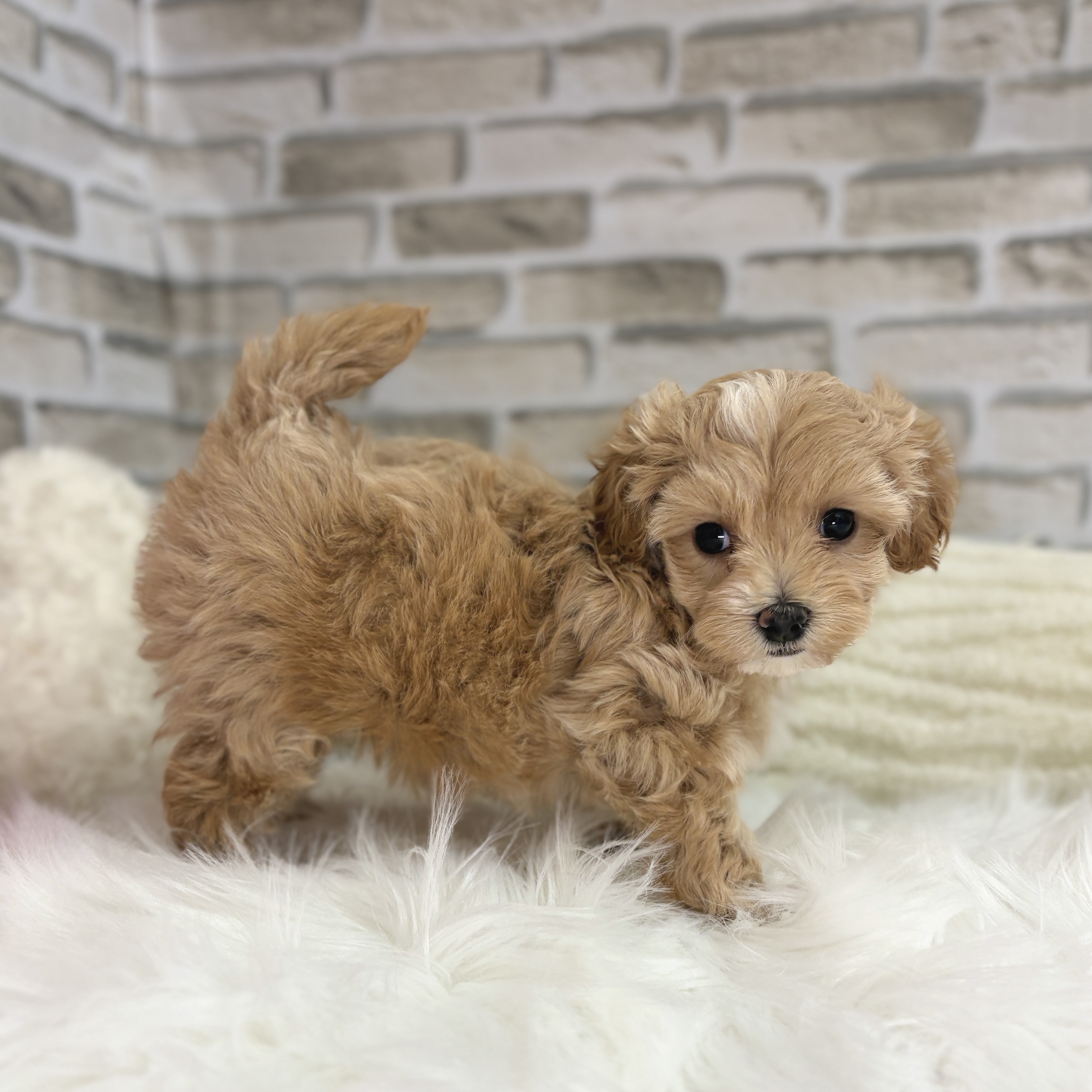 神奈川県のマルプー(マルチーズ×プードル) (犬の家＆猫の里モザイクモール港北店/2025年9月7日生まれ/女の子/クリームホワイト)の子犬の4枚目の画像