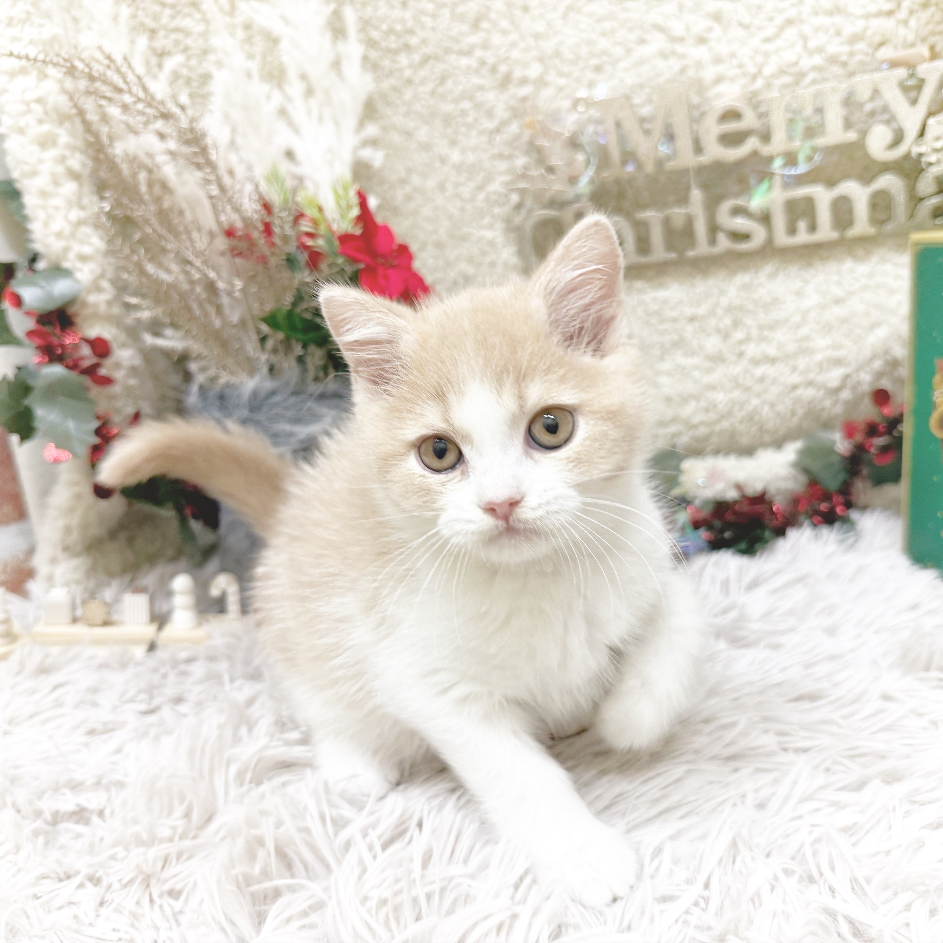 静岡県のブリティッシュショートヘアー (犬の家＆猫の里藤枝店/2025年9月9日生まれ/男の子/クリームホワイト)の子猫の4枚目の画像