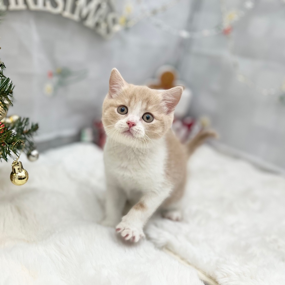 静岡県のブリティッシュショートヘアー (犬の家＆猫の里MEGAドン・キホーテ袋井店/2025年9月9日生まれ/男の子/クリームホワイト)の子猫の4枚目の画像