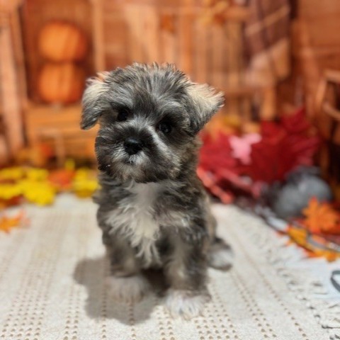 福岡県のシュナマル/マルシュナ(シュナウザー×マルチーズ) (犬の家＆猫の里トリアス久山店/2025年9月9日生まれ/男の子/ソルトペッパー)の子犬の4枚目の画像