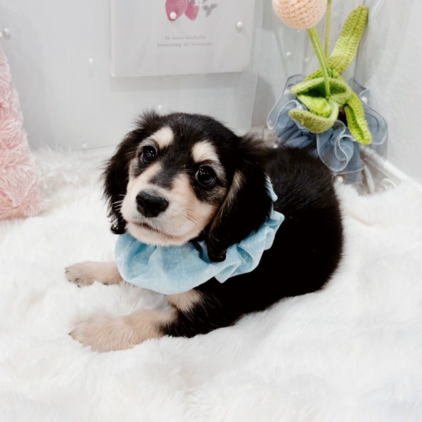 福井県のミニチュアダックスフンド(ロング) (犬の家＆猫の里福井店/2025年9月3日生まれ/男の子/ブラックイエロー)の子犬の4枚目の画像