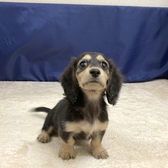 愛知県のミニチュアダックスフンド(ロング) (犬の家＆猫の里一宮店/2025年9月3日生まれ/女の子/ブラックイエロー)の子犬の4枚目の画像