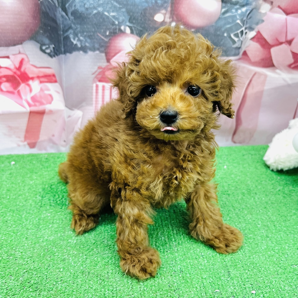 愛知県のトイプードル(タイニー) (犬の家＆猫の里名古屋天白店/2025年9月1日生まれ/男の子/レッドフォーン)の子犬の1枚目の画像