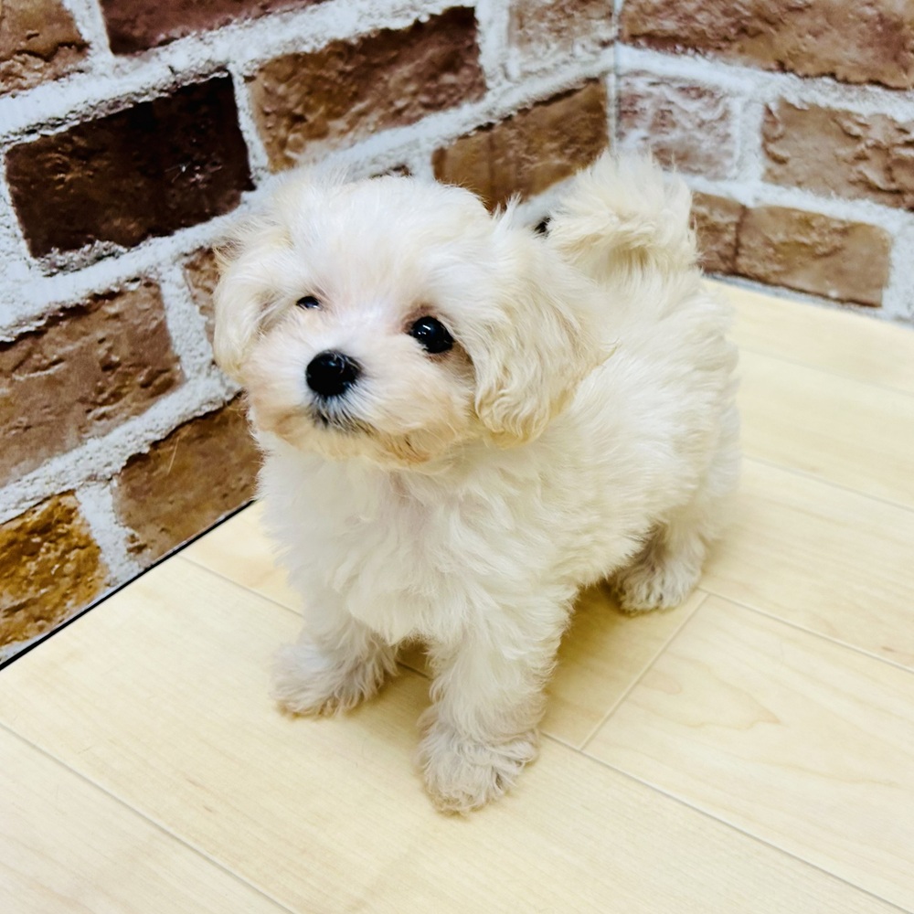 愛知県のマルプー(マルチーズ×プードル) (犬の家＆猫の里七宝店/2025年9月10日生まれ/男の子/クリーム)の子犬の4枚目の画像