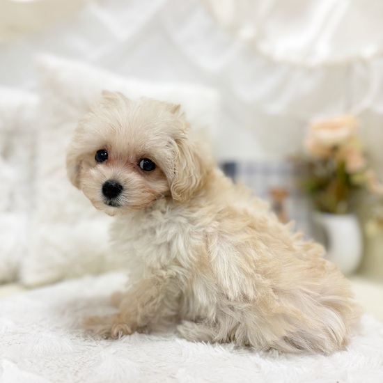 岐阜県のマルプー(マルチーズ×プードル) (犬の家＆猫の里カラフルタウン岐阜店/2025年9月10日生まれ/女の子/クリーム)の子犬の4枚目の画像