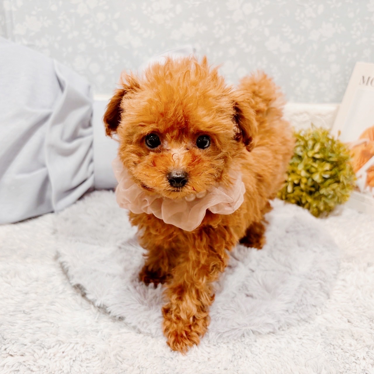 福井県のトイプードル(トイ) (犬の家＆猫の里福井店/2025年9月8日生まれ/女の子/レッドフォーン)の子犬の4枚目の画像