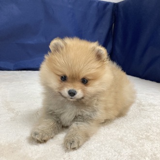 愛知県のポメラニアン (犬の家＆猫の里一宮店/2025年9月8日生まれ/女の子/オレンジ)の子犬の1枚目の画像