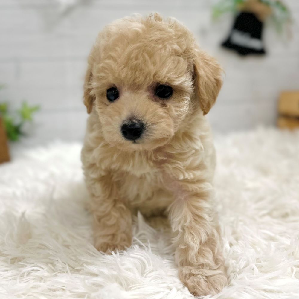 愛知県のマルプー(マルチーズ×プードル) (犬の家＆猫の里豊田店/2025年9月10日生まれ/女の子/クリーム)の子犬の4枚目の画像