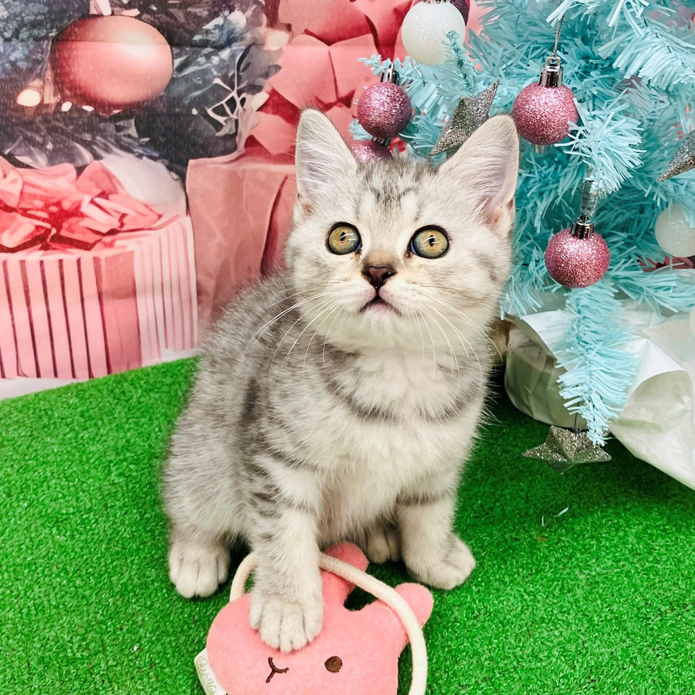 愛知県のブリティッシュショートヘアー (犬の家＆猫の里名古屋天白店/2025年9月10日生まれ/女の子/ブルースポテッドタビー)の子猫の4枚目の画像