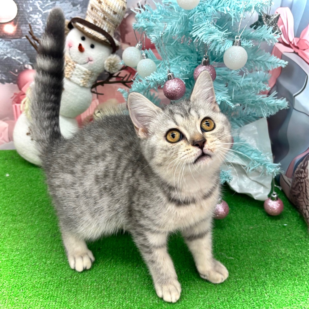 愛知県のブリティッシュショートヘアー (犬の家＆猫の里名古屋天白店/2025年9月10日生まれ/女の子/ブルースポテッドタビー)の子猫の4枚目の画像