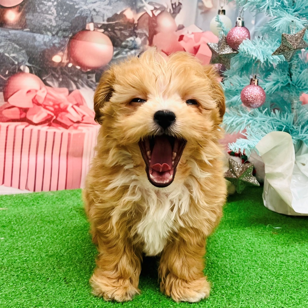 愛知県のチワプー/プーチー(チワワ×プードル) (犬の家＆猫の里名古屋天白店/2025年9月10日生まれ/男の子/アプリコットホワイト)の子犬の4枚目の画像