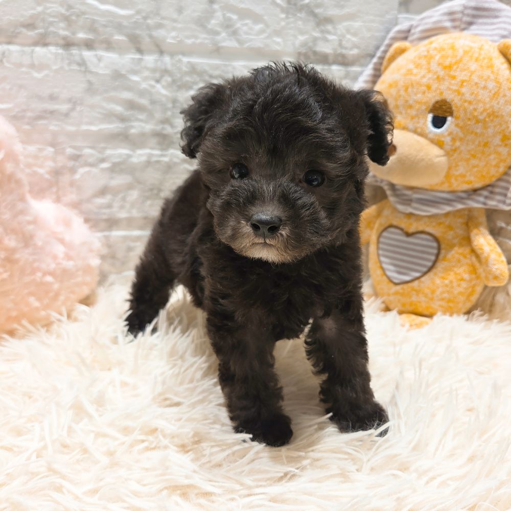 愛知県のトイプードル(トイ) (犬の家＆猫の里MiO香久山店/2025年9月9日生まれ/男の子/シルバー)の子犬の4枚目の画像