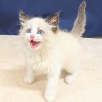 愛知県のラグドール (犬の家＆猫の里一宮店/2025年9月10日生まれ/女の子/シールポイントバイカラー)の子猫の4枚目の画像