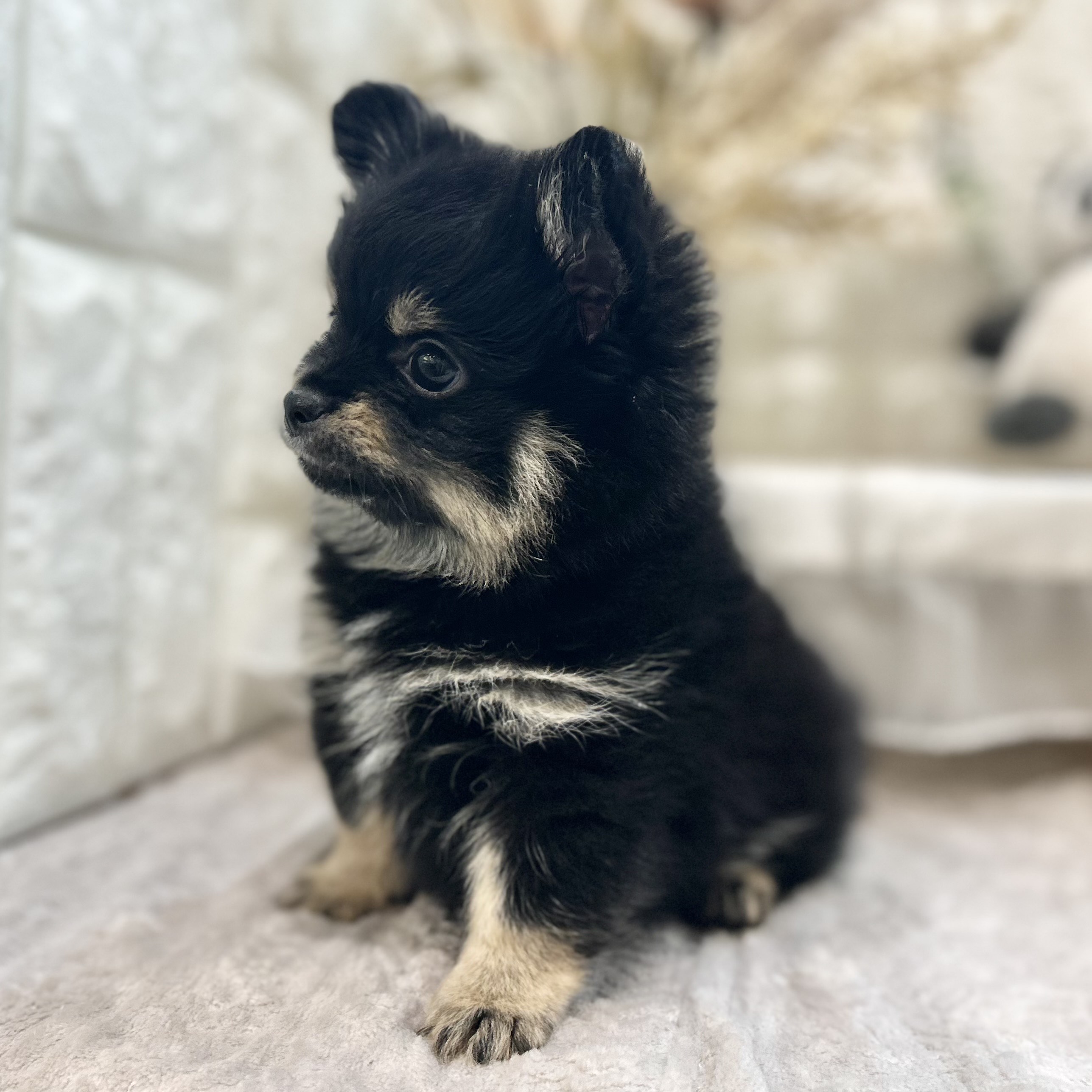 岡山県のポメチワ/チワポメ/ポメチー(ポメラニアン×チワワ) (犬の家＆猫の里倉敷店/2025年9月9日生まれ/男の子/ブラックタンホワイト)の子犬の4枚目の画像