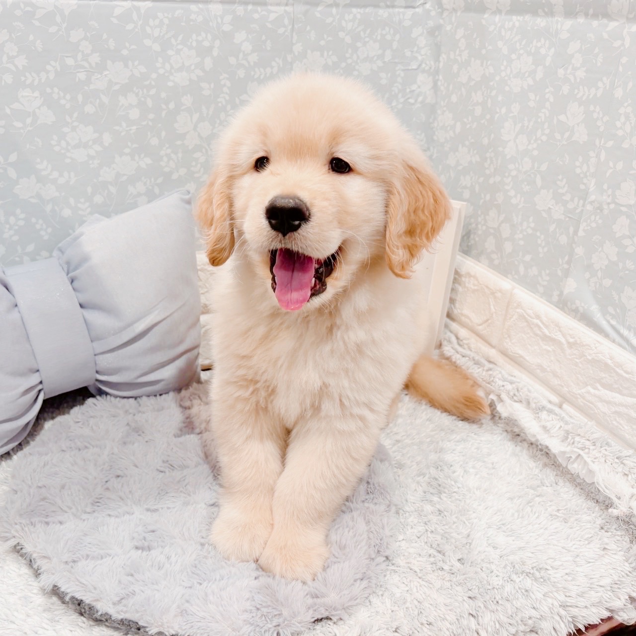 福井県のゴールデンレトリバー (犬の家＆猫の里福井店/2025年9月9日生まれ/男の子/ゴールデン)の子犬の4枚目の画像