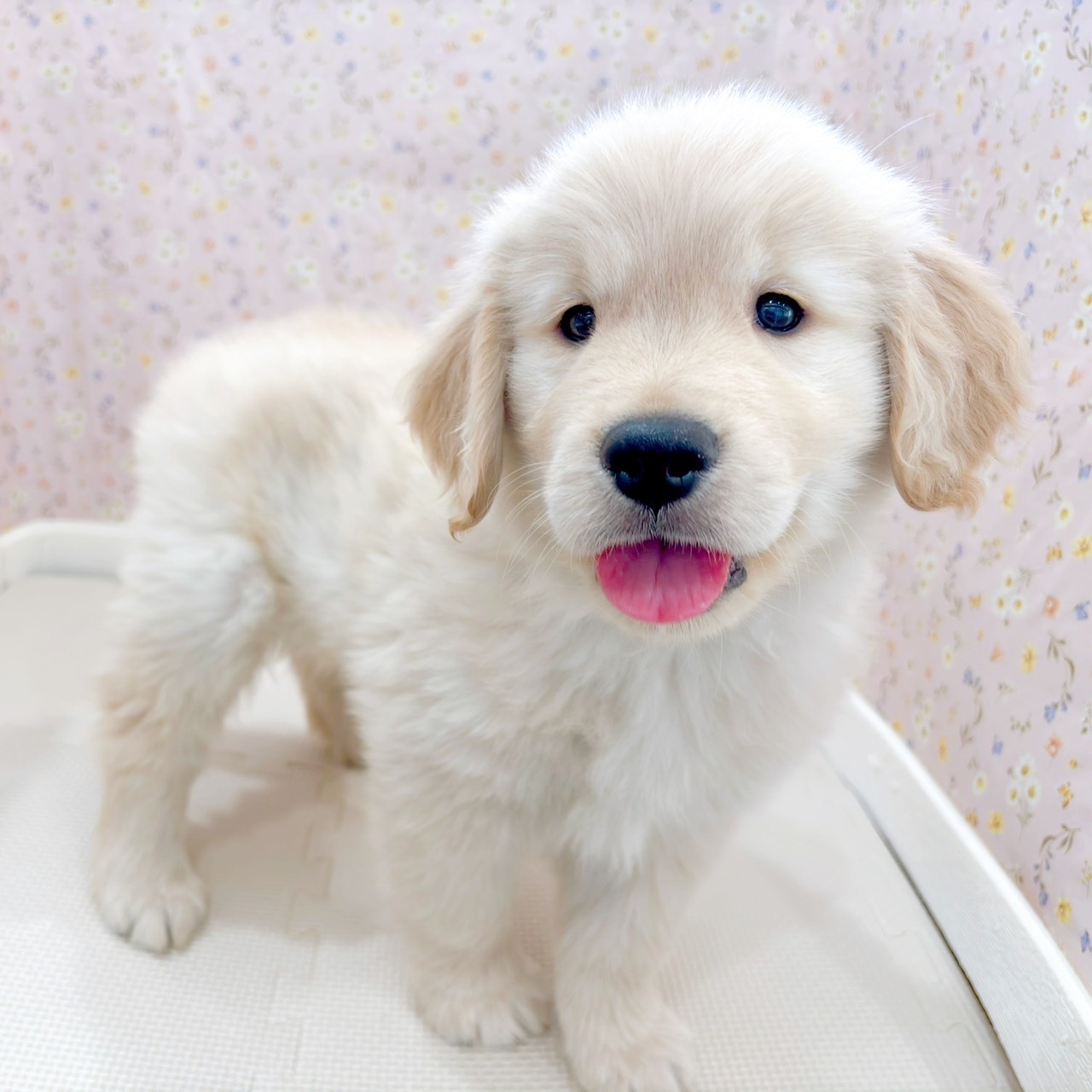 石川県のゴールデンレトリバー (犬の家＆猫の里金沢店/2025年9月9日生まれ/男の子/ゴールデン)の子犬の4枚目の画像