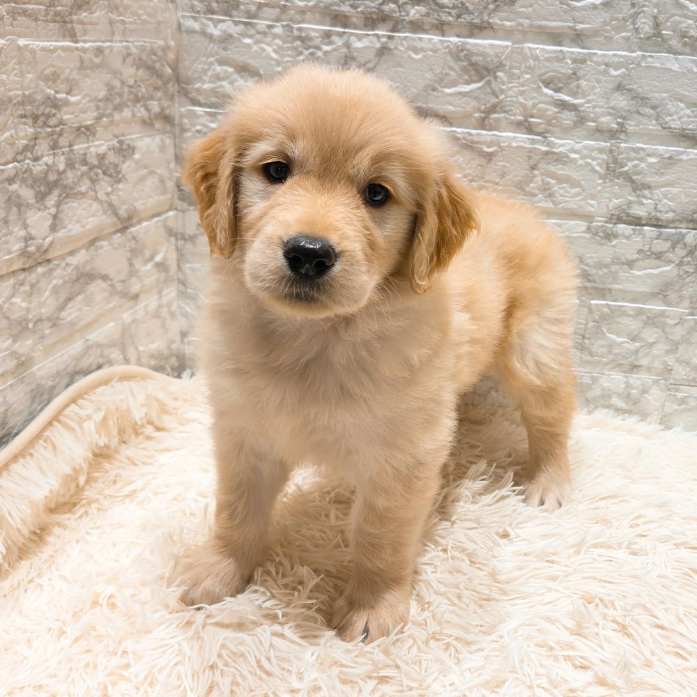 愛知県のゴールデンレトリバー (犬の家＆猫の里MiO香久山店/2025年9月9日生まれ/女の子/ゴールデン)の子犬の4枚目の画像