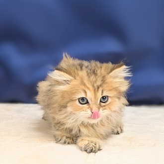 愛知県のペルシャ (犬の家＆猫の里一宮店/2025年9月8日生まれ/女の子/チンチラゴールデン)の子猫の4枚目の画像