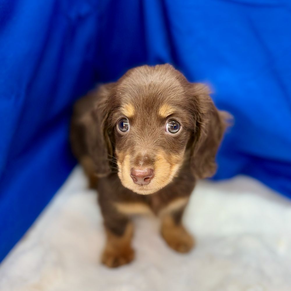 愛知県のミニチュアダックスフンド(ロング) (犬の家＆猫の里愛知刈谷店/2025年9月9日生まれ/男の子/チョコレートタン)の子犬の4枚目の画像