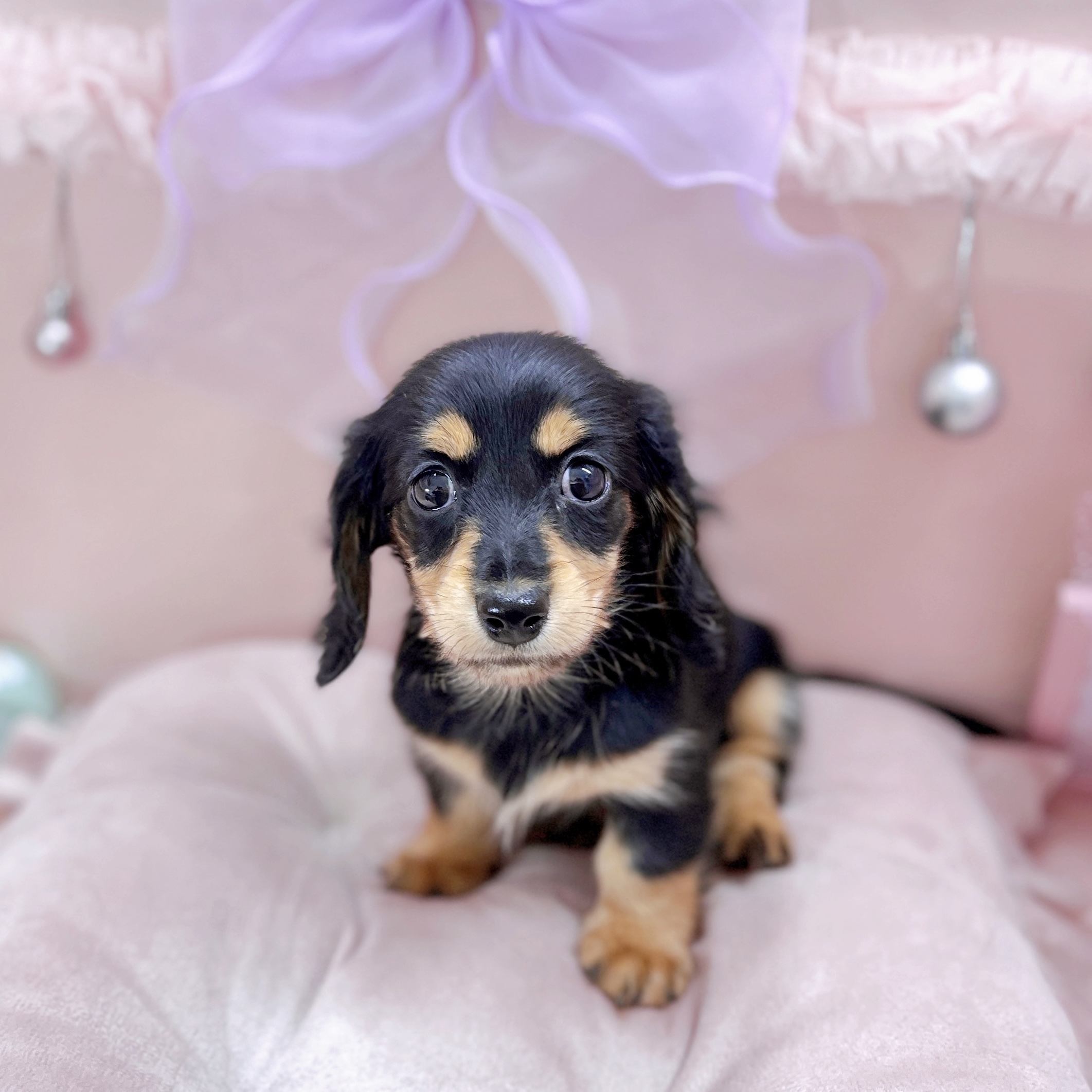 福井県のミニチュアダックスフンド(ロング) (犬の家＆猫の里アミーゴ福井大和田店/2025年9月9日生まれ/女の子/ブラックタン)の子犬の4枚目の画像