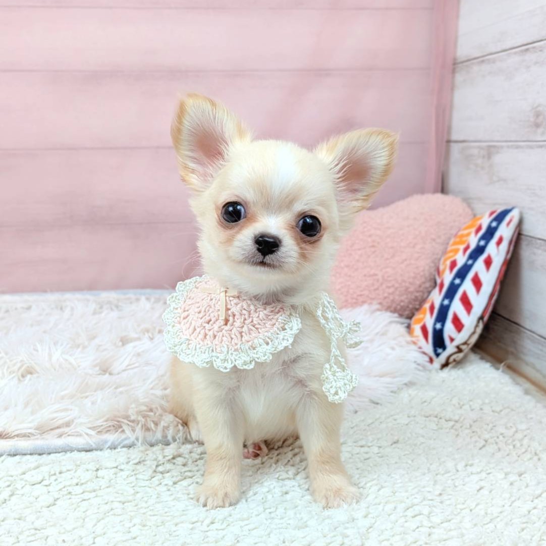 兵庫県のチワワ(ロング) (犬の家＆猫の里川西店/2025年9月11日生まれ/女の子/クリームホワイト)の子犬の4枚目の画像