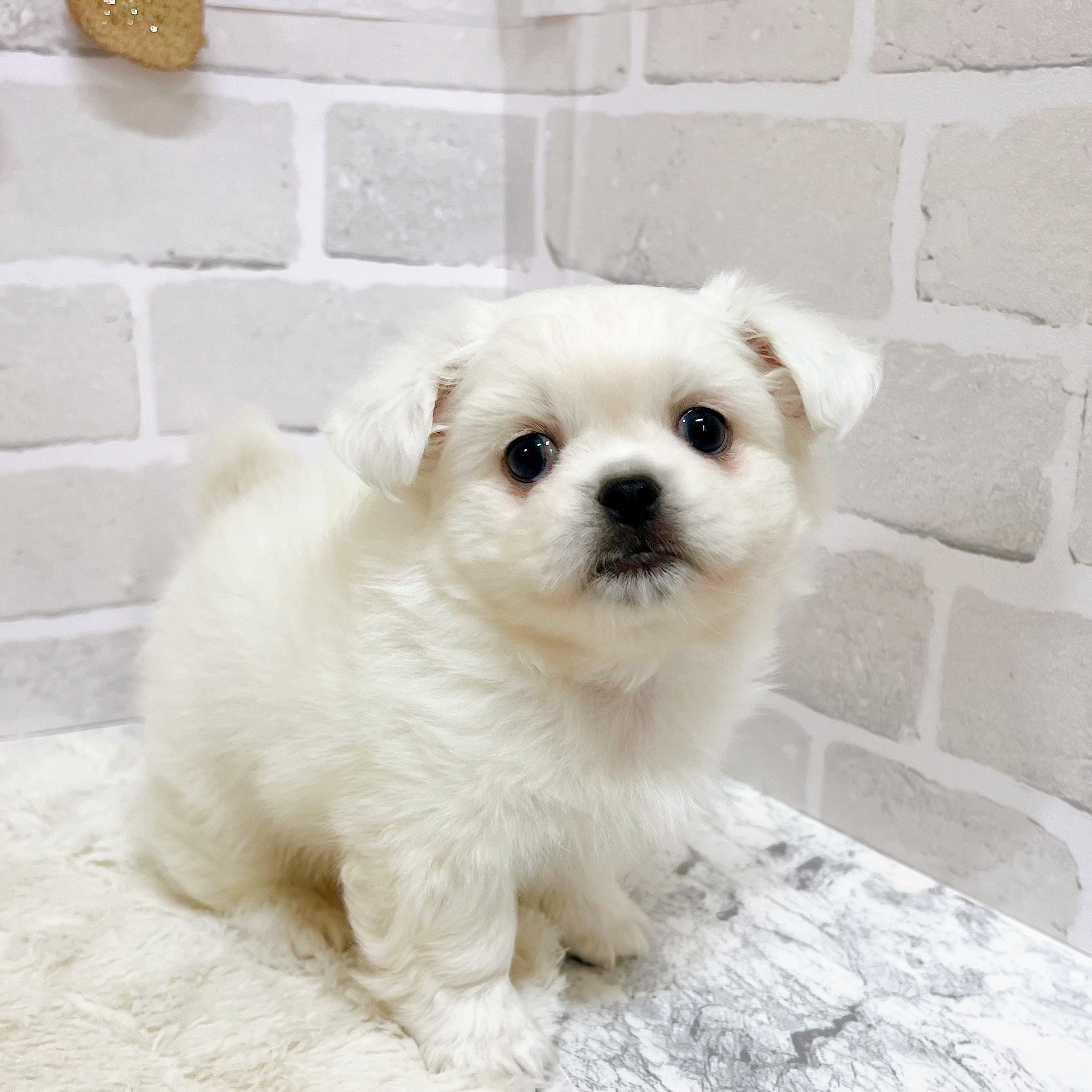 京都府のハーフ犬・ミックス犬 (犬の家＆猫の里京都精華店/2025年9月10日生まれ/男の子/ホワイト)の子犬の4枚目の画像