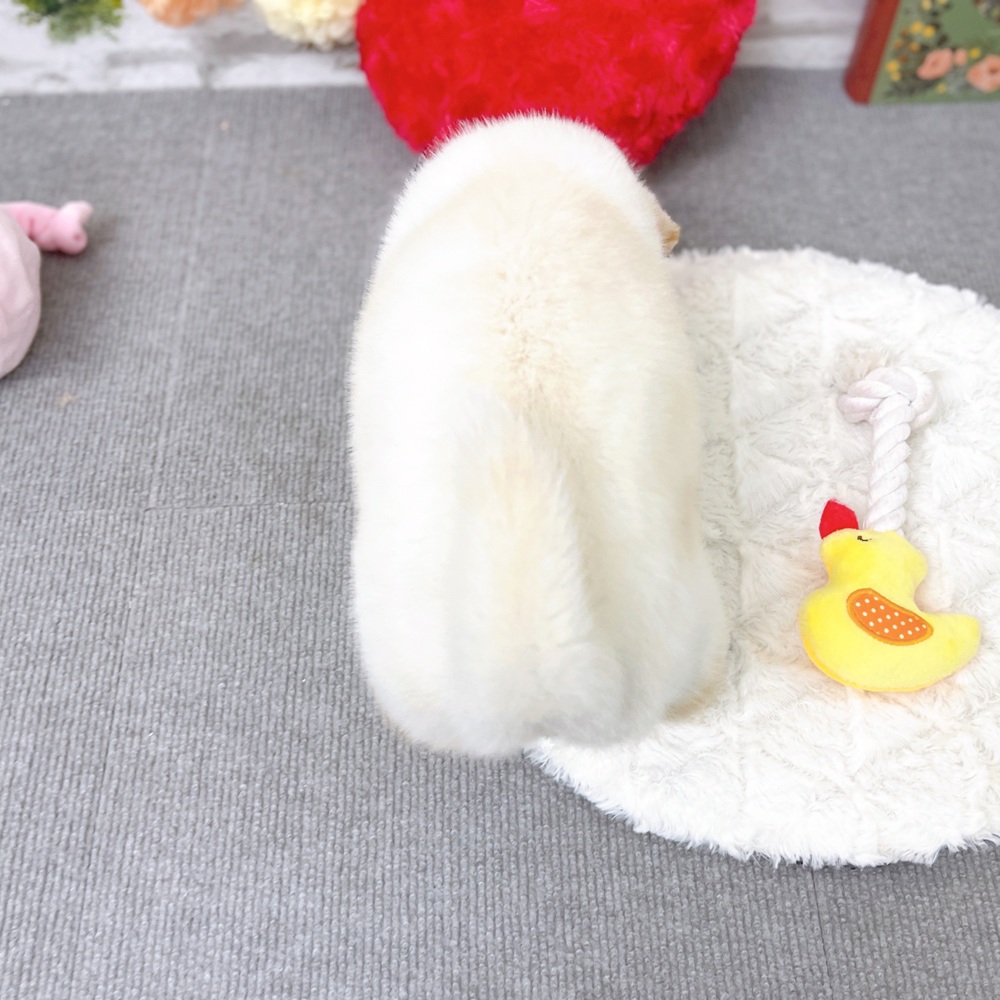 京都府の柴犬(標準サイズ) (犬の家＆猫の里京都樟葉店/2025年9月8日生まれ/女の子/白)の子犬の4枚目の画像