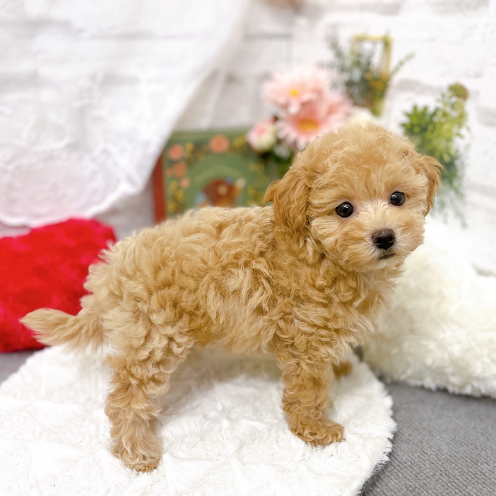 京都府のマルプー(マルチーズ×プードル) (犬の家＆猫の里京都樟葉店/2025年9月9日生まれ/女の子/クリーム)の子犬の4枚目の画像